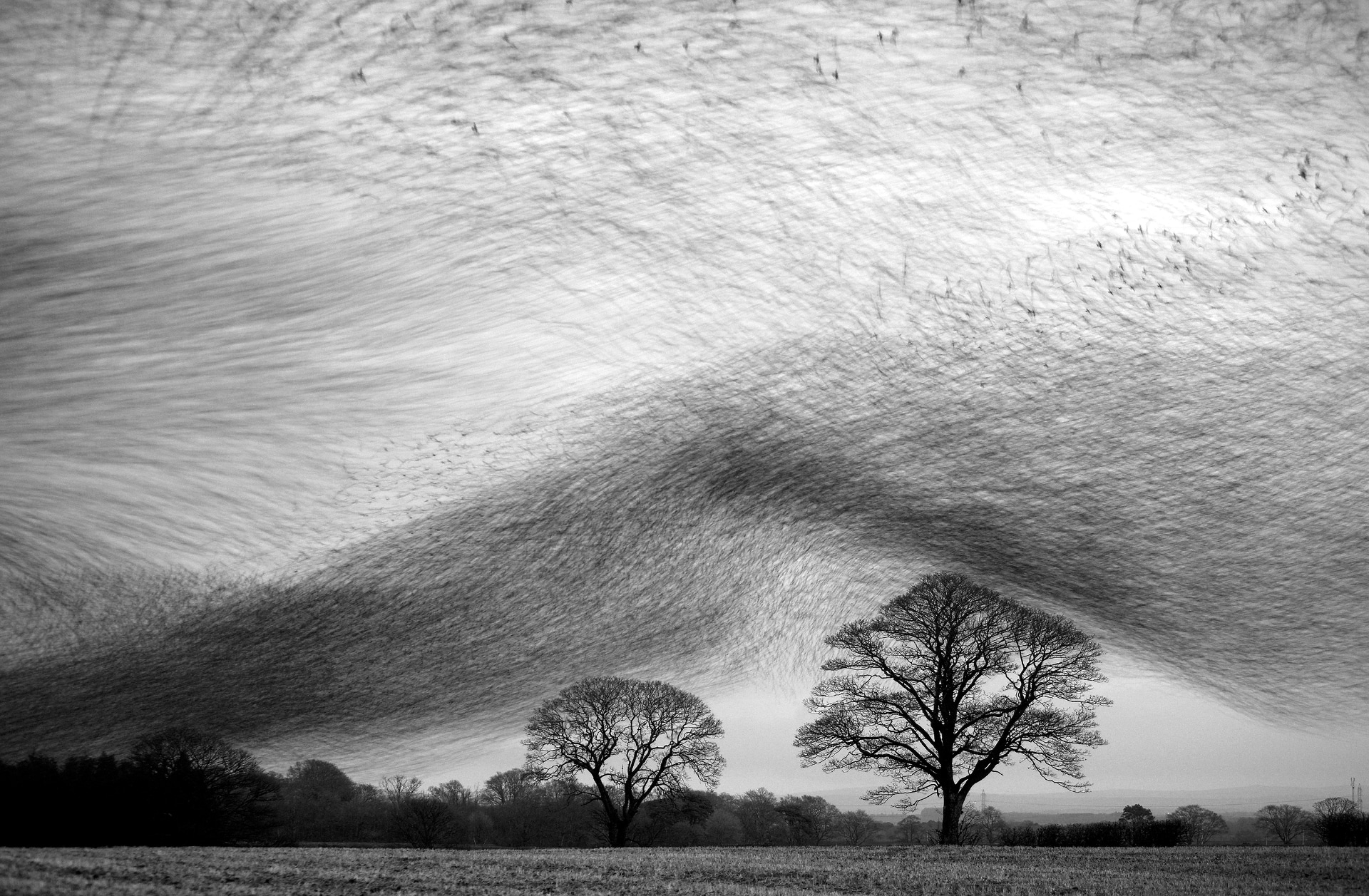 Murmuration